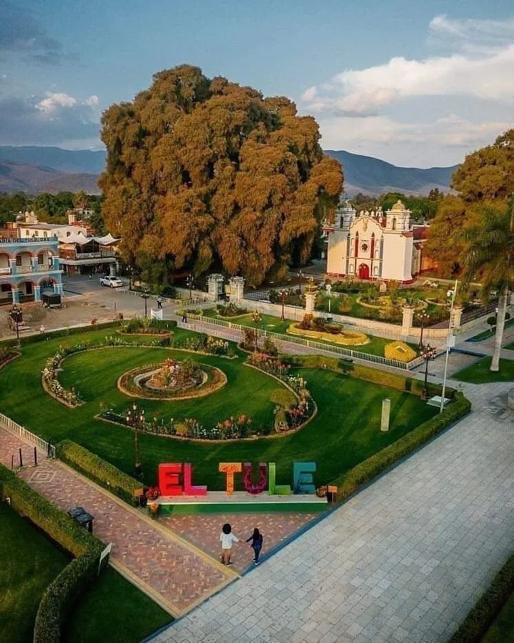 Reliable yard cleanup service near you across Vista, CA - GM Landscaping & Tree Service