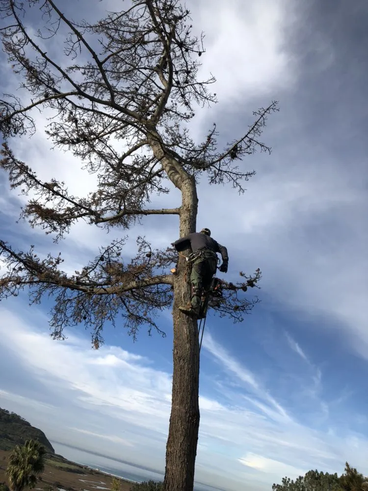 Professional landscape installation near you in Vista, CA by GM Landscaping & Tree Service