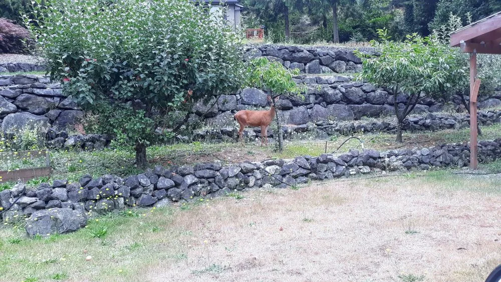 Trusted lawn care service experts serving Bremerton, WA - G&M Lawn and Flowerbed Service