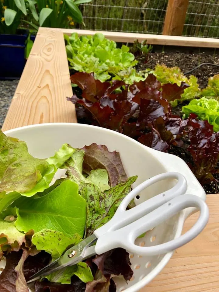 Reliable lawn mowing service for outdoor upgrades in Seattle, WA by GMC Landscapes