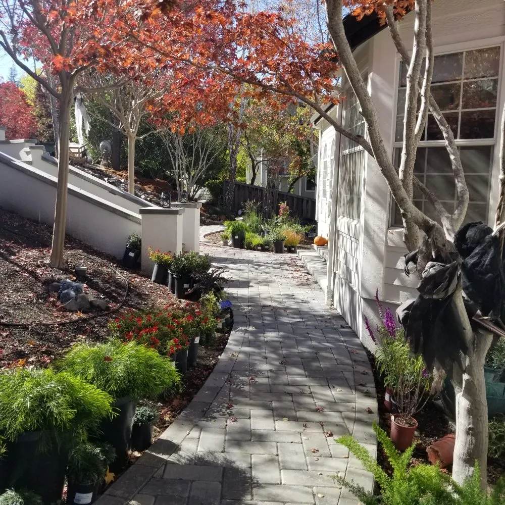 Custom yard cleanup service for homes in Walnut Creek, CA by GMC Pavers and Landscape