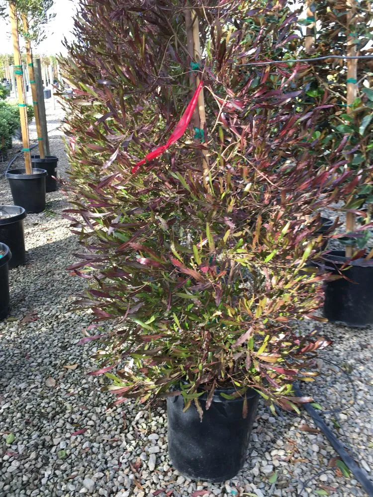 Reliable landscape design in Ceres, CA - GMM Landscaping