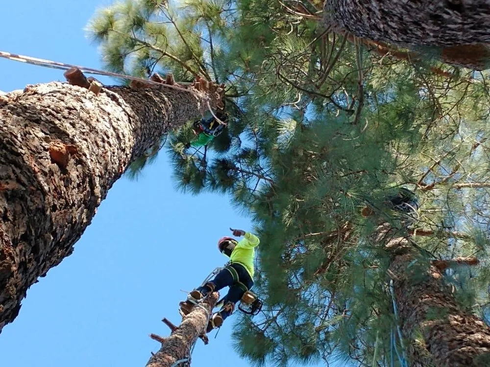 Expert lawn care service with custom design in Moorpark, CA by GMS Landscaping