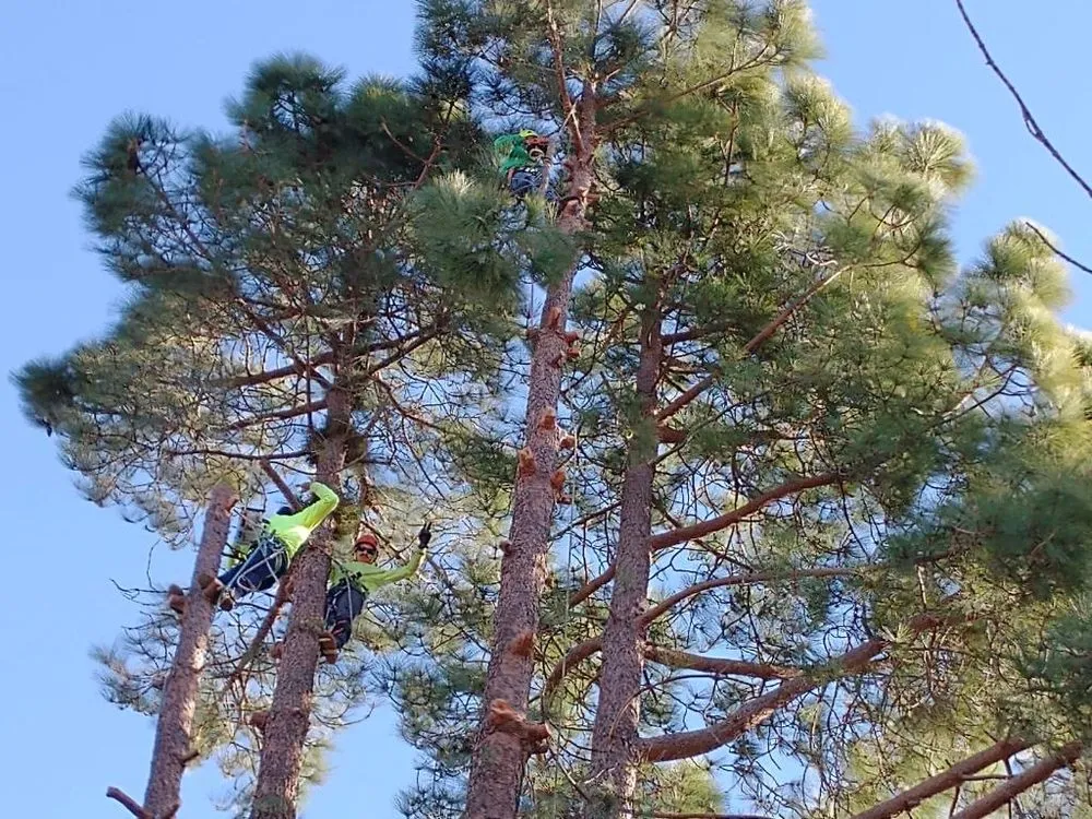 Professional outdoor landscaping for beautiful yards across Moorpark, CA - GMS Landscaping