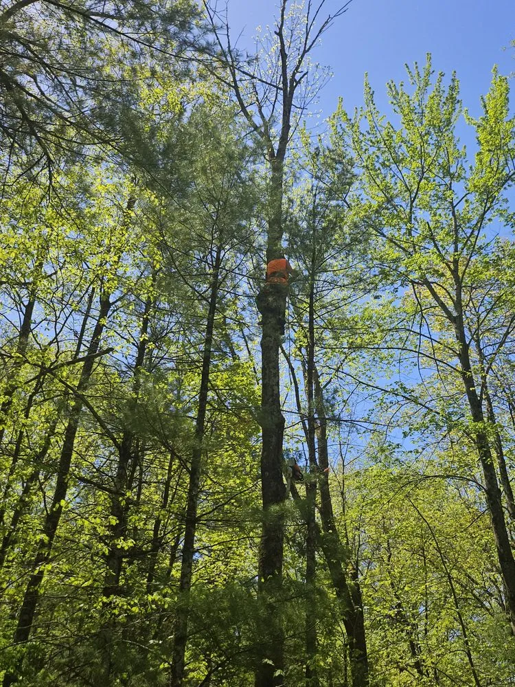 Local yard cleanup service experts serving Shawano, WI - G&Ms Tree Service And Landscaping