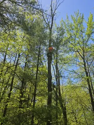 G&Ms Tree Service And Landscaping Logo
