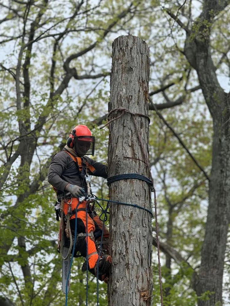 Reliable lawn mowing service in Boston, MA - GMX Tree Services