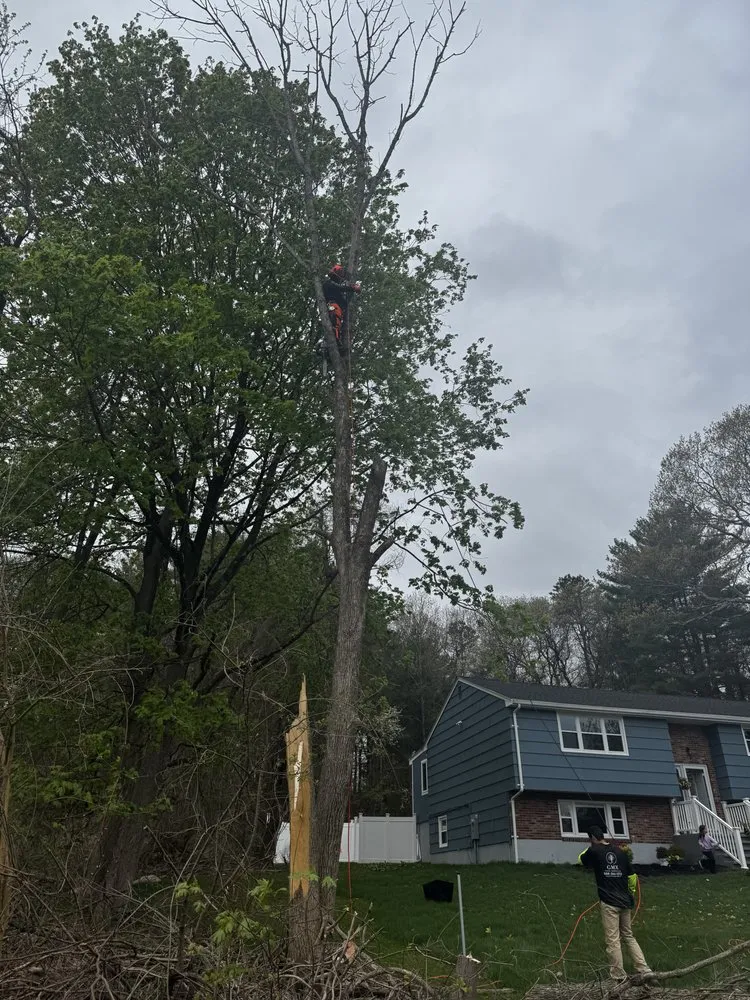 Custom yard maintenance in Boston, MA by GMX Tree Services