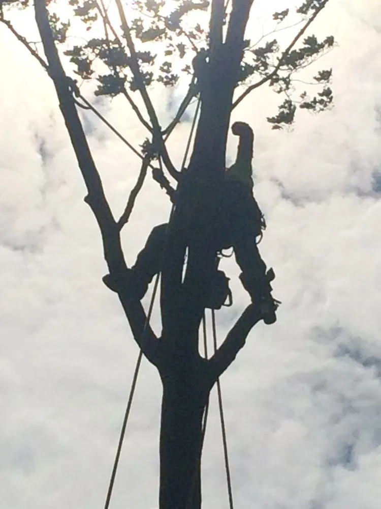 Affordable residential landscaping in Lynn, MA by GN Brothers Tree Service