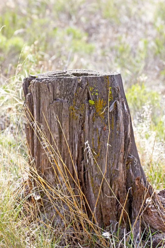 Reliable residential landscaping in Lynn, MA by GN Brothers Tree Service