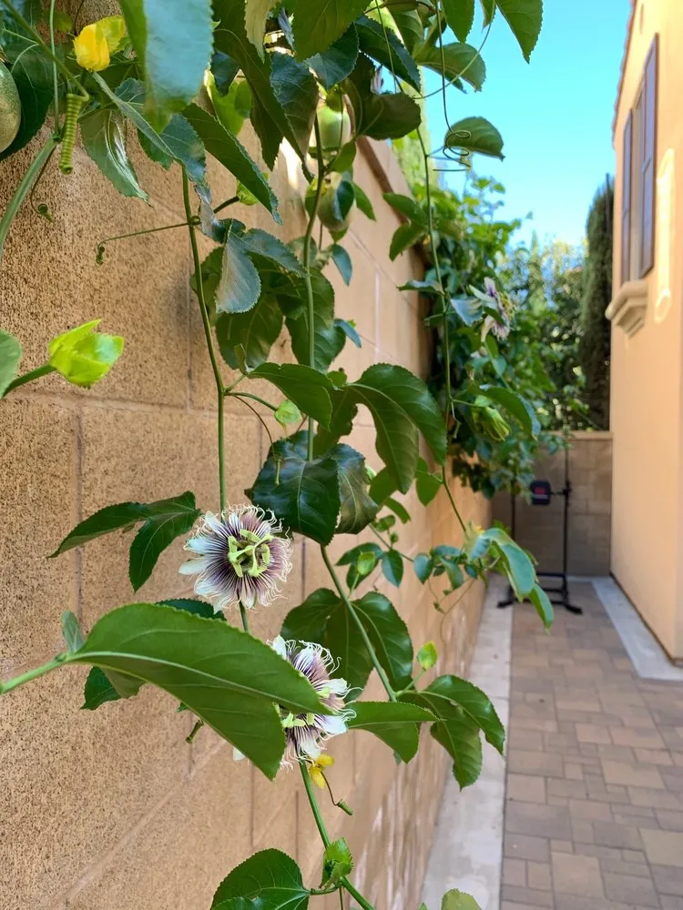 Local landscape design in Buena Park, CA - GN Landscape