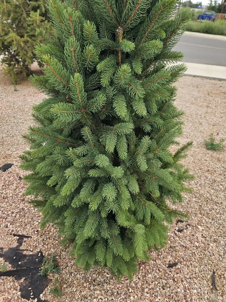 Affordable yard cleanup service experts serving Grand Junction, CO - G&N Lawn Coyotes