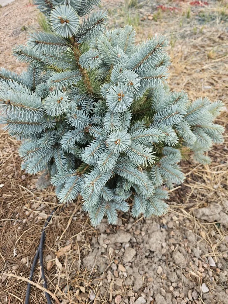 Local yard maintenance for residential properties in Grand Junction, CO by G&N Lawn Coyotes