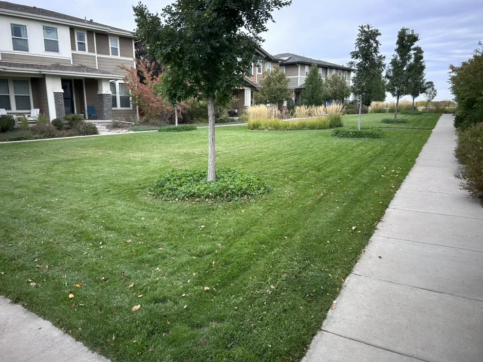 Professional landscape design in Aurora, CO - Gnome Tree Landscaping and Handyman