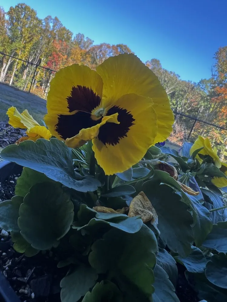 Reliable lawn care service with custom design in Blue Ridge, GA by Go 2 Landscapes