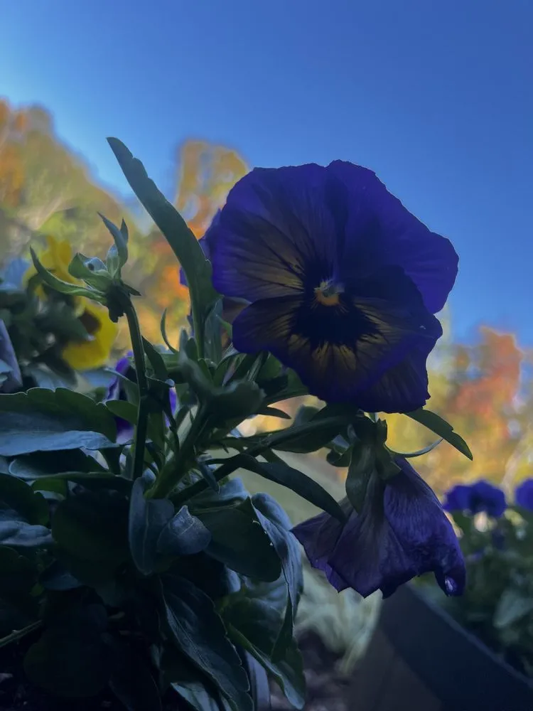 Professional landscape design in Blue Ridge, GA by Go 2 Landscapes