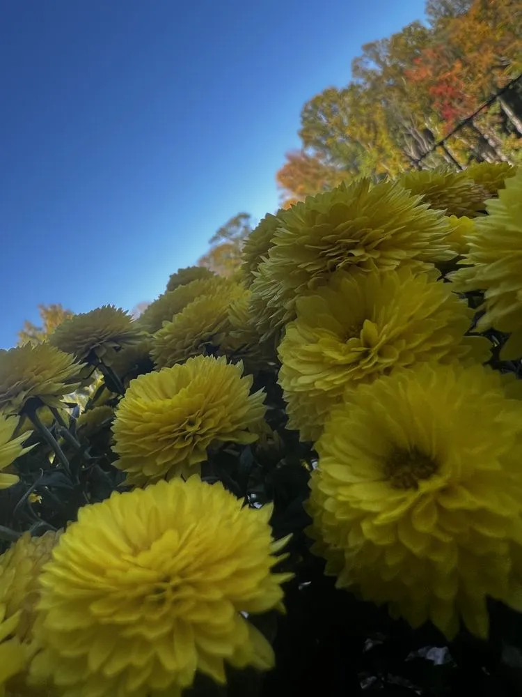 Top-rated outdoor landscaping near you in Blue Ridge, GA by Go 2 Landscapes