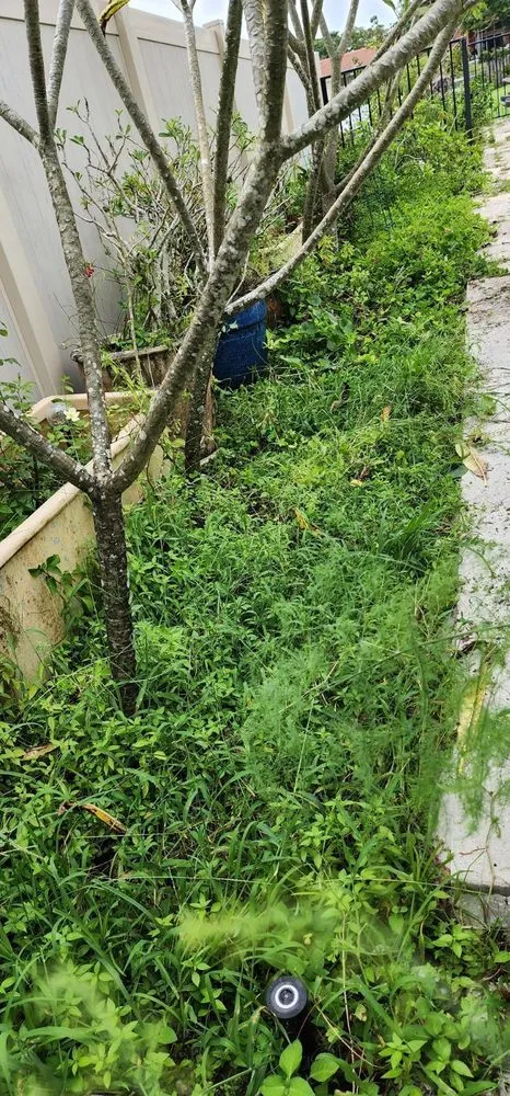 Expert landscape design experts serving Lake Worth, FL - Go Forever Green Artificial Grass & Ivy