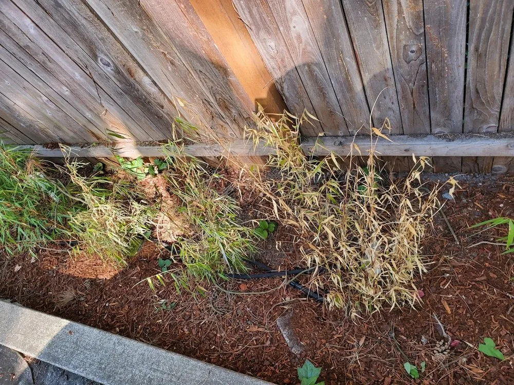 Reliable landscape installation in Covington, WA - Go Forth Landscaping