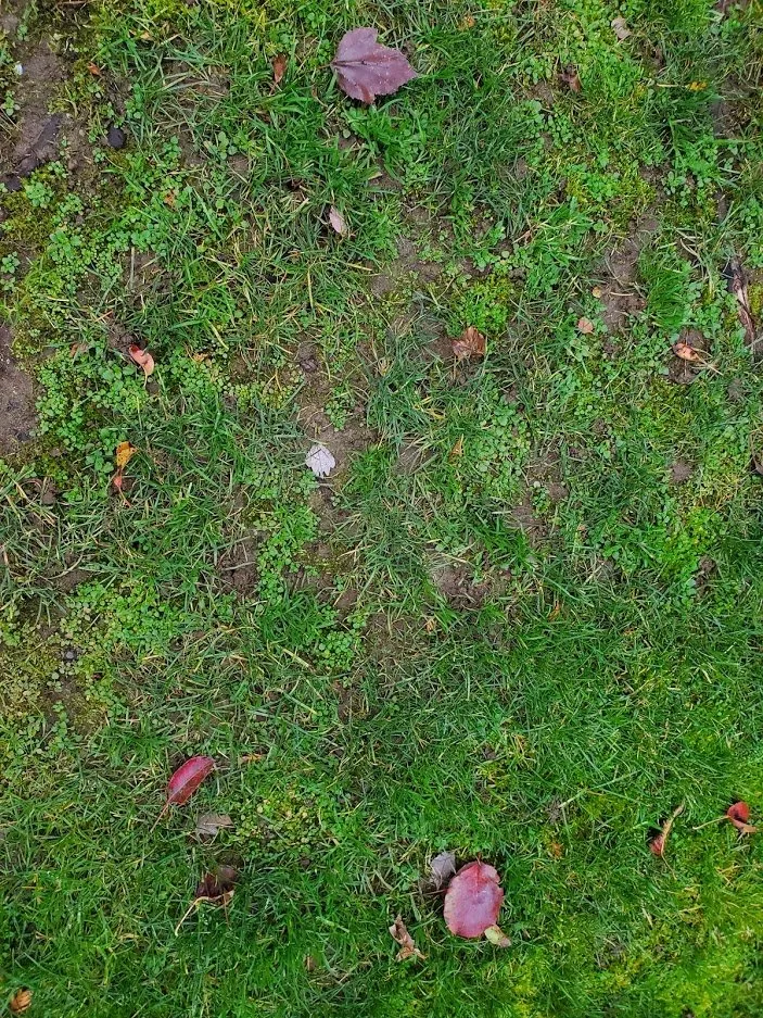 Expert yard cleanup service with custom design across Covington, WA - Go Forth Landscaping