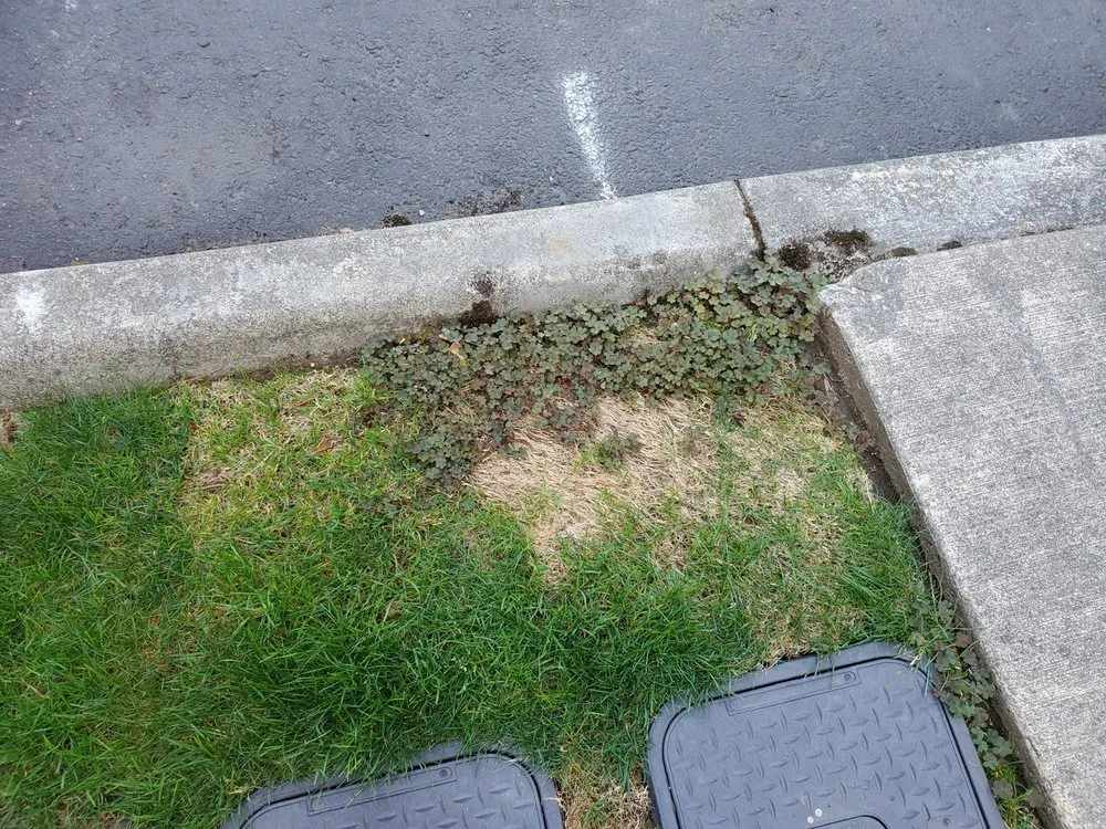 Expert yard maintenance in Covington, WA by Go Forth Landscaping