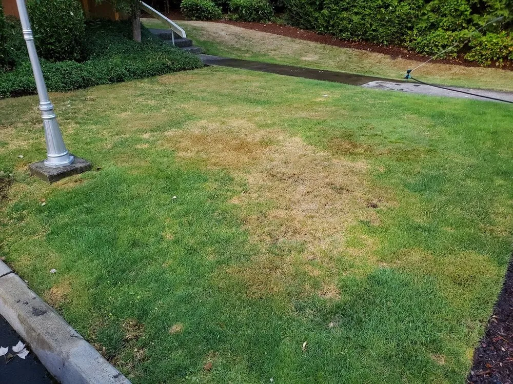 Trusted residential landscaping experts serving Covington, WA - Go Forth Landscaping