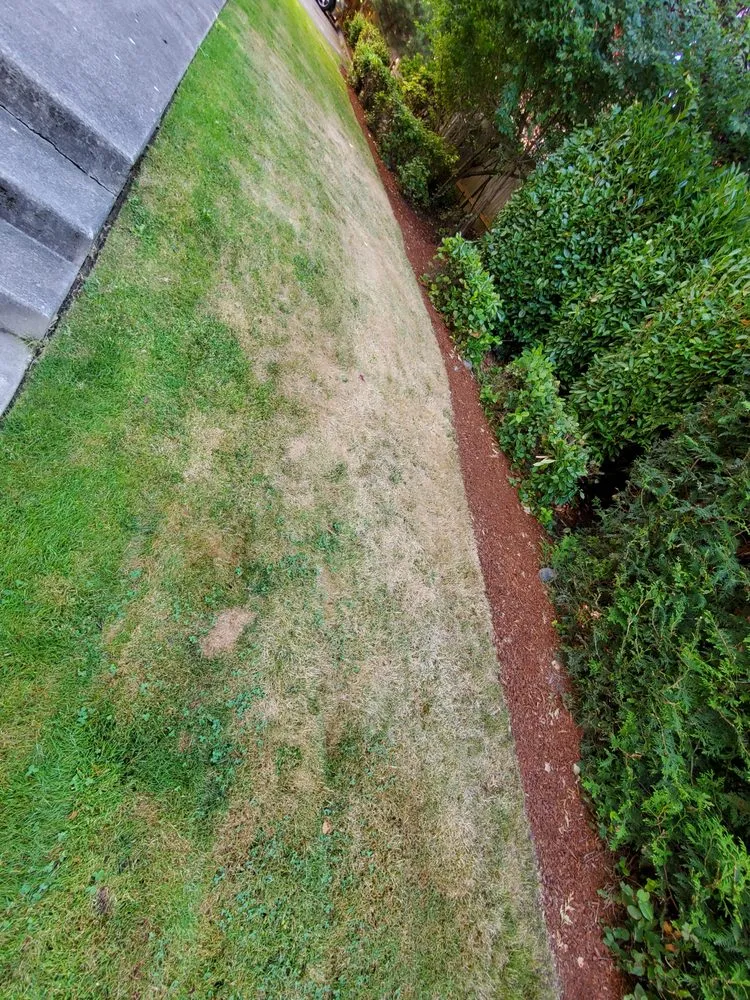 Trusted yard cleanup service for beautiful yards across Covington, WA - Go Forth Landscaping