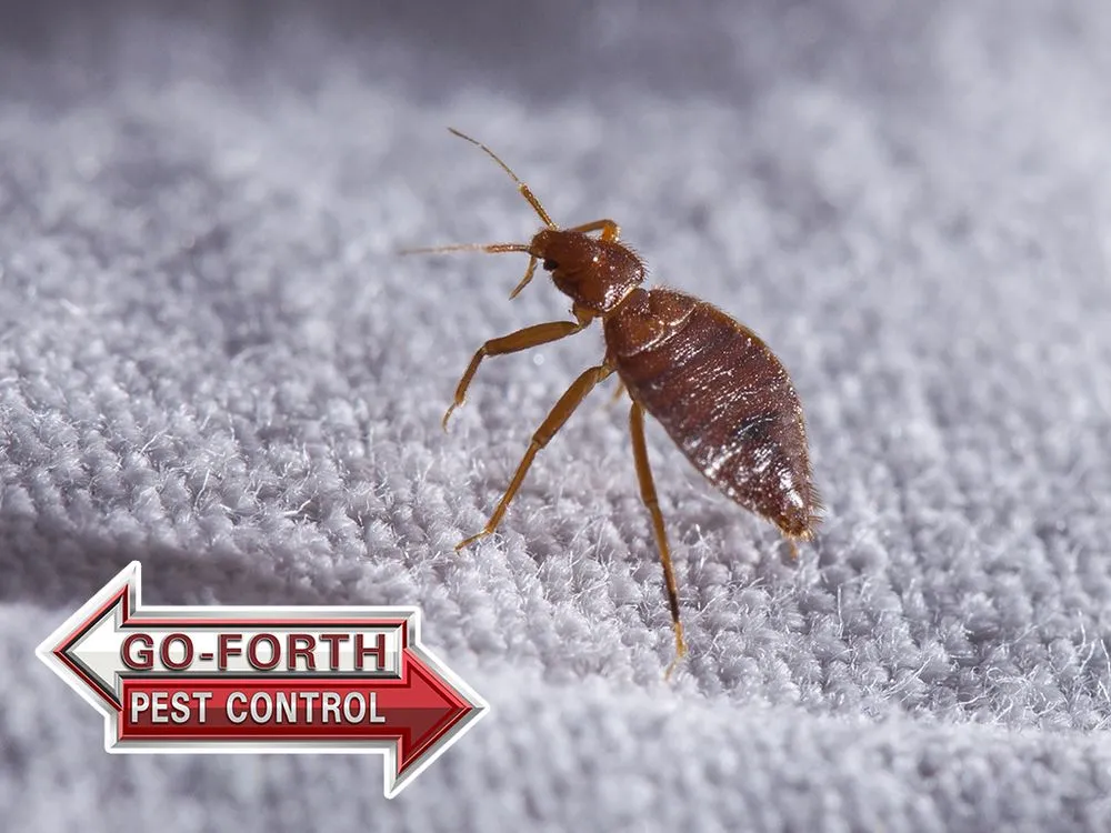 Reliable residential landscaping in Hickory, NC - Go-Forth Pest Control