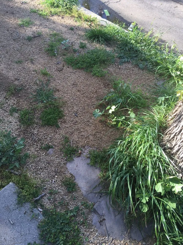 Local landscape design for outdoor upgrades across Los Angeles, CA - Go Green Gardeners