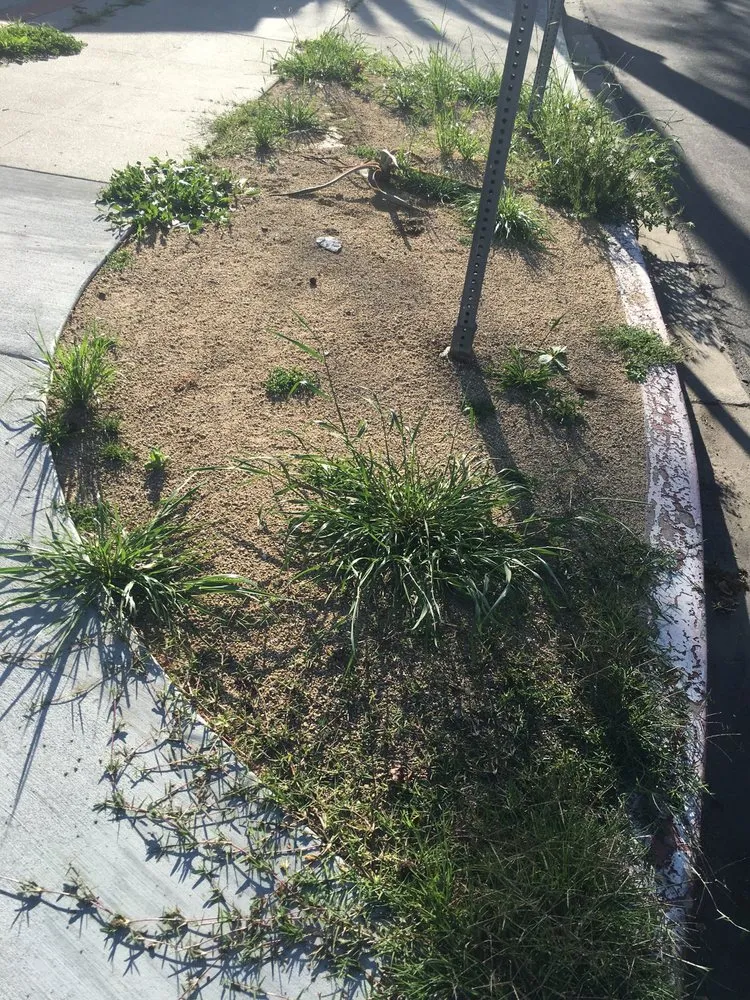 Affordable landscape installation with custom design in Los Angeles, CA by Go Green Gardeners