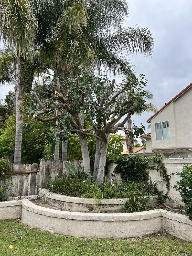 Trusted residential landscaping in Vista, CA by Go Green Landscape Construction