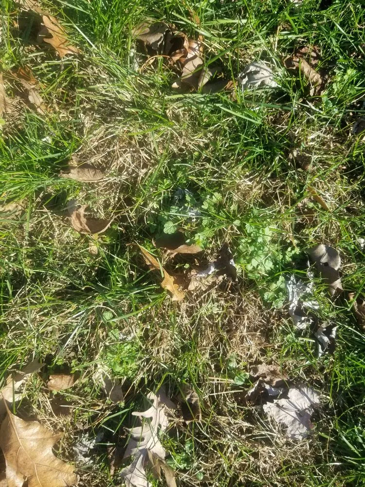 Trusted yard cleanup service for beautiful yards across Crofton, MD - Go Green Lawn & Pest MD