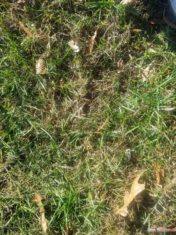 Custom landscape design for outdoor upgrades across Crofton, MD - Go Green Lawn & Pest MD