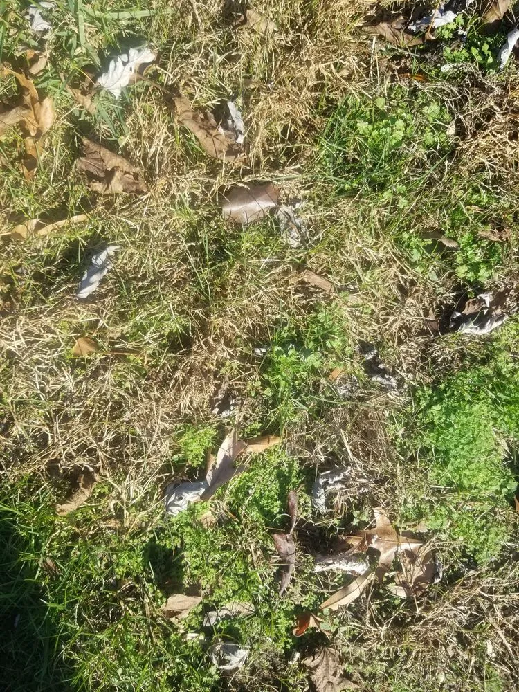 Reliable landscaping services in Crofton, MD by Go Green Lawn & Pest MD