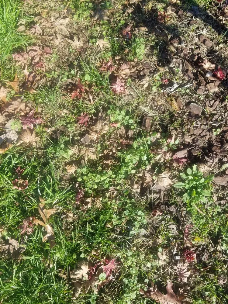 Affordable yard cleanup service in Crofton, MD - Go Green Lawn & Pest MD