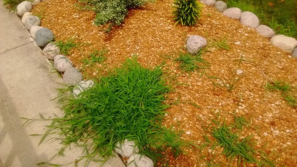 Trusted yard cleanup service experts serving Steger, IL - Go Green Lawn and Landscaping