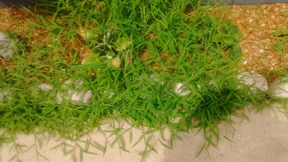 Trusted landscape installation in Steger, IL - Go Green Lawn and Landscaping