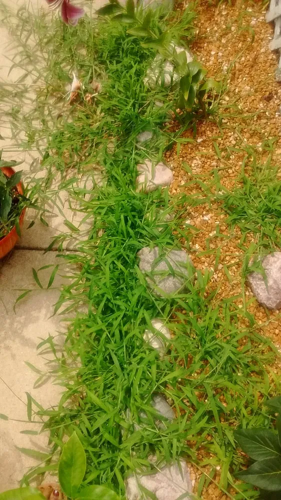 Trusted lawn care service for homes in Steger, IL by Go Green Lawn and Landscaping