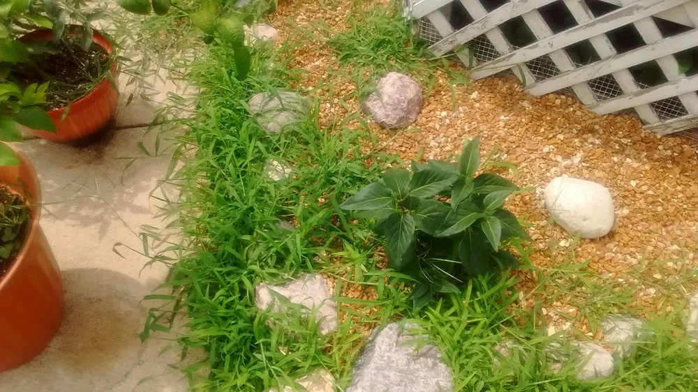 Custom lawn care service for beautiful yards in Steger, IL by Go Green Lawn and Landscaping