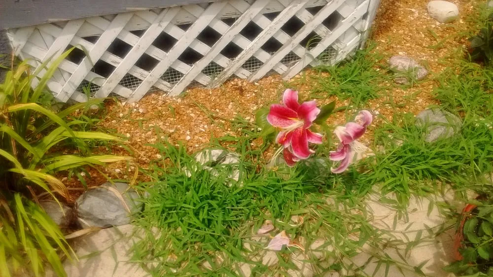 Local lawn care service in Steger, IL by Go Green Lawn and Landscaping