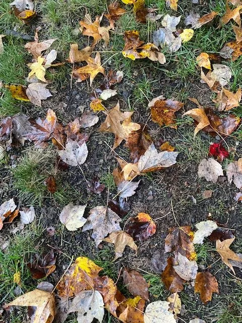 Custom garden landscaping for residential properties in West Chester, PA by Go Green Lawn and Pest Control