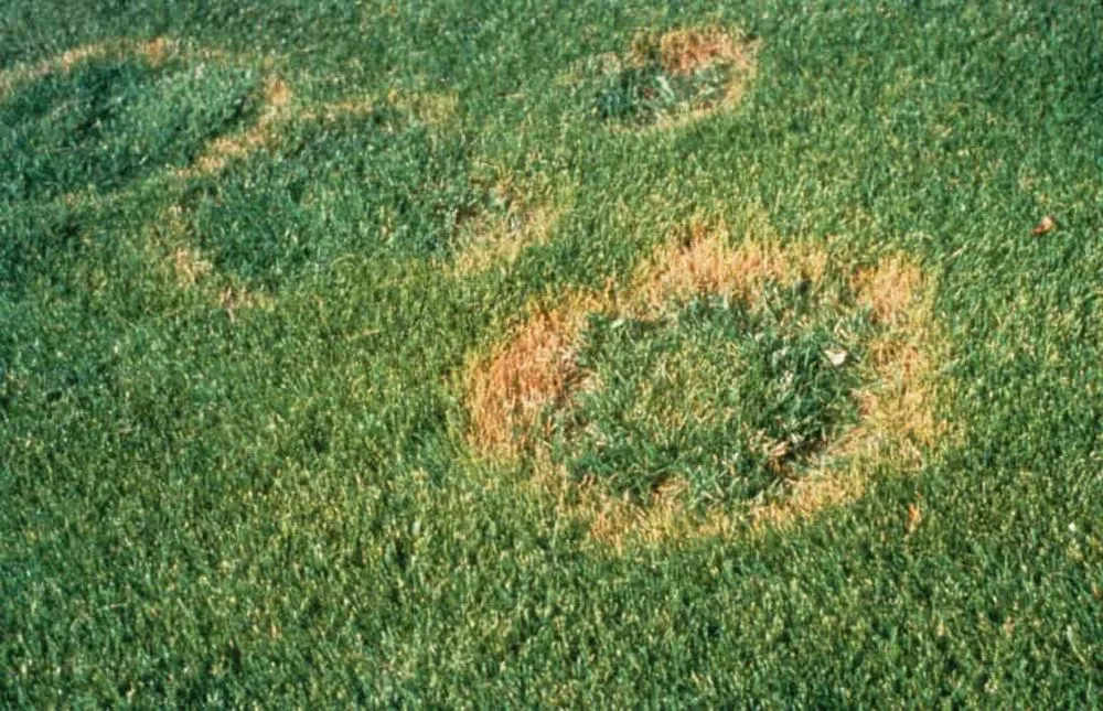 Local landscape installation experts serving Walled Lake, MI - Go Green Lawn Care