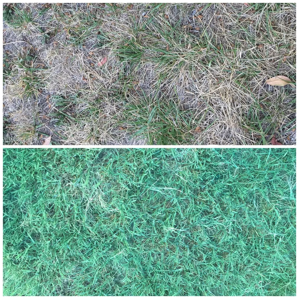 Reliable outdoor landscaping in Escondido, CA by Go Green Lawn Painting