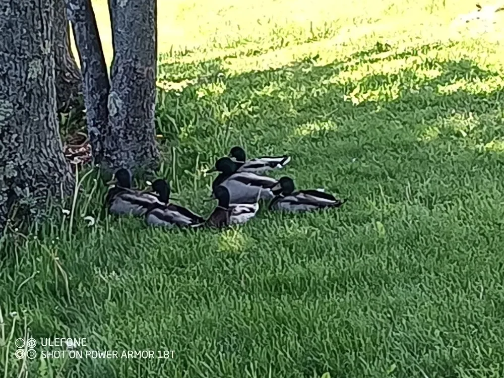 Expert landscaping services in Charleston, ME - Go Green Lawn Service