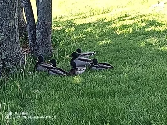 Go Green Lawn Service