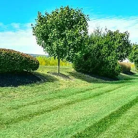 Professional lawn care service in Ankeny, IA - Go Green Lawns