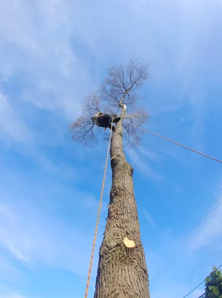Trusted outdoor landscaping with custom design across Sunnyvale, CA - Go Green Yard
