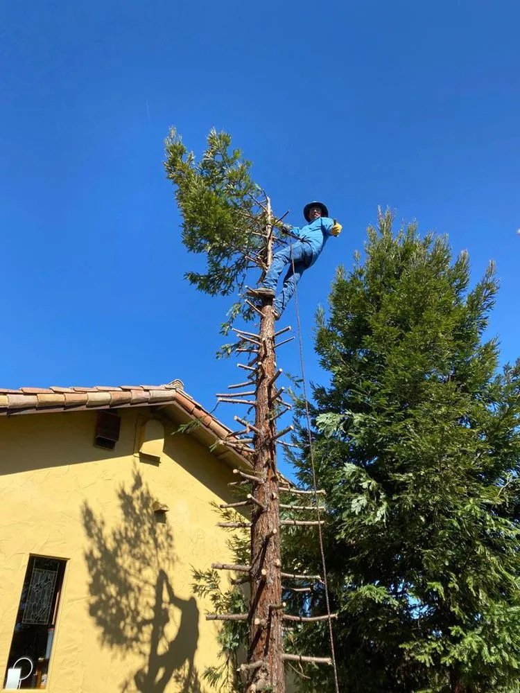 Local yard cleanup service in Arroyo Grande, CA by G&O Landscape & Maintenance