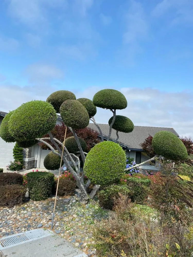 Local yard cleanup service for beautiful yards in Arroyo Grande, CA by G&O Landscape & Maintenance