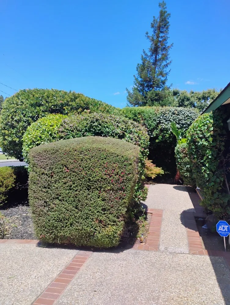 Expert yard maintenance experts serving Concord, CA - G&O Lawncare Svs